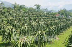 Provincia vietnamita de Tien Giang aumenta emisión de códigos de áreas frutales 