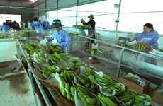 Vietnam y China firman protocolo de exportación de bananas 