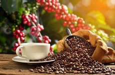Mejoran el valor del café vietnamita