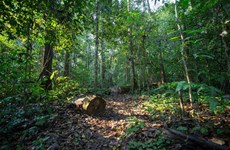 Vietnam recibe 41 millones de USD por venta de créditos de carbono de bosques