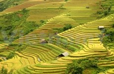 Las magníficas terrazas de arroz de Mu Cang Chai 