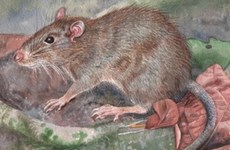 Descubren en Indonesia nueva especie de rata 