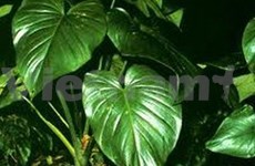 Investiga recursos de plantas medicinales en Dong Nai 