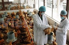 Khanh Hoa reporta primer caso mortal de gripeKhanh Hoa reporta primer caso mortal de gripe aviar este año  aviar este año 