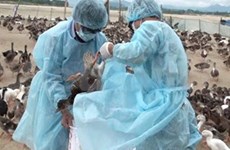 Elevan esfuerzos vietnamitas contra gripe aviar 