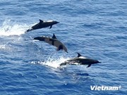 Rescatan y liberan delfín con pico largo en costa vietnamita 