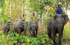 Urgen medidas para proteger elefantes asiáticos en Vietnam 