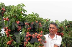 Fruta vietnamita penetra en mercado canadiense 