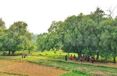 De pie bajo el árbol Duoi, patrimonio único de Vietnam en la tierra Xu Doai 