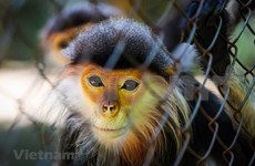 Así protegen a los primates en el antiguo bosque de Cuc Phuong en Vietnam