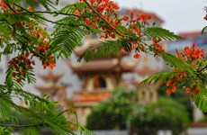 Flores del flamboyán tiñen de rojo las calles de Hanoi