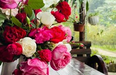 Jardín de rosas en Vietnam recibe certificados internacionales de cultivo orgánico