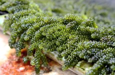 Vietnam por desarrollar cadena productiva de algas
