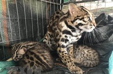 Provincia norvietnamita rescata gatos salvajes preciosos