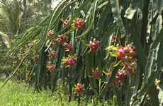 Explotan oportunidades de exportación de pitahaya vietnamita a Australia y Nueva Zelanda
