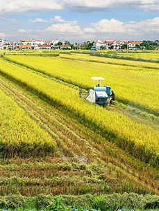 Agricultura: plataforma sólida de la economía vietnamita