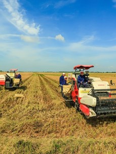 Nuevas oportunidades y desafíos para exportación del arroz de Vietnam