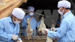 Sacrifican cerca de mil aves de corrales con gripe aviar A/H5N6