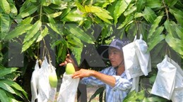 Puerta a mercado australiano abierta para mango vietnamita