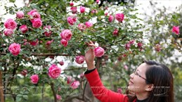 Cultivo de antiguas variedades de rosa en Hung Yen