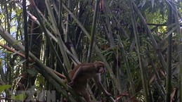 Descubren primates raros en Reserva Natural de Pu Hu 