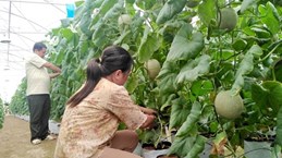 Provincia vietnamita de Tien Giang por crear más empleos en 2021