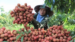 Provincia vietnamita de Hai Duong promueve exportación de lichi Thanh Ha