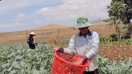 Provincia vietnamita de Lam Dong busca expandir agricultura orgánica