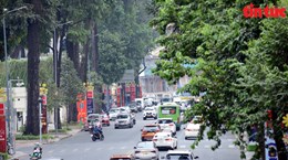 Ciudad Ho Chi Minh: calles arboladas alivian el calor del sol