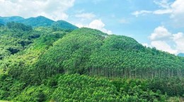 Vietnam determina desarrollar el valor de usos múltiples del ecosistema forestal
