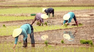 Asistencia canadiense al desarrollo de economía agrícola de Vietnam