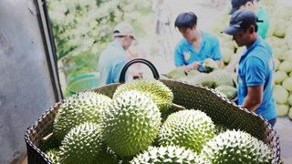 Impulsan la exportación de durián de Vietnam