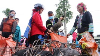 Único mercado de cerdos en la provincia norvietnamita de Lai Chau