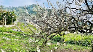 Primeras flores blancas del ciruelo en la meseta de Moc Chau sorprenden a los turistas 