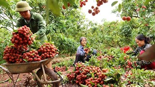 Provincia vietnamita de Bac Giang refuerza promoción de marcas y productos agrícolas