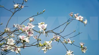 Provincia vietnamita de Son La se tiñe del blanco de flores de Banyan