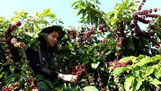 Exportaciones vietnamitas de café superan dos mil millones de dólares 