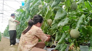 Provincia vietnamita de Tien Giang por crear más empleos en 2021