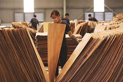 EE.UU extiende plazo de emitir conclusión sobre madera contrachapada vietnamita