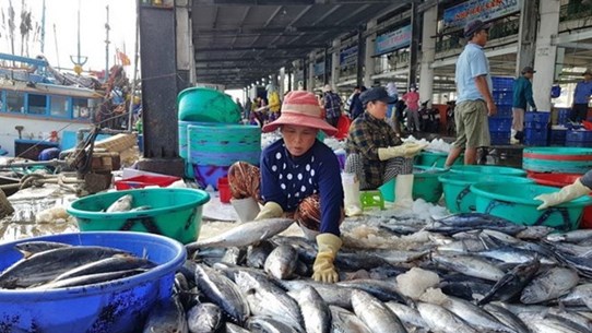 Pescadores de provincia vietnamita en temporada de cosecha de atún