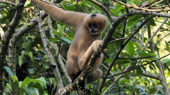 Contemplan familia de primates en el Parque Nacional de Cuc Phuong