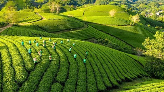 Vietnam agiliza implementación de Estrategia nacional de crecimiento verde
