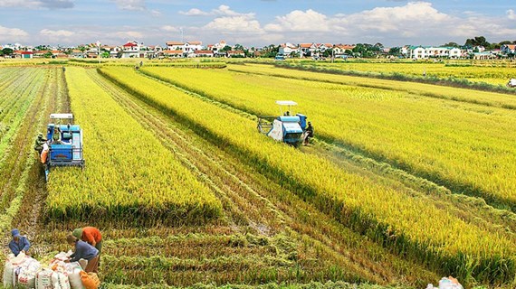 Vietnam desarrolla nuevo modelo de cooperación en industria arrocera