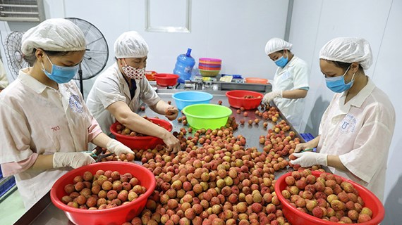 Exhortan a exportadores vietnamitas de frutas a mejorar calidad y competitividad