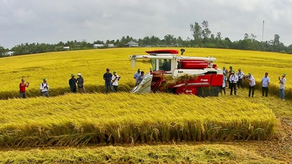 Desarrollan marcas comerciales para productos agrícolas vietnamitas