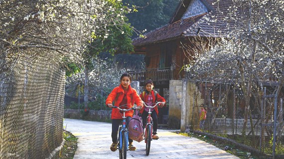 Valle de Phieng Ban en Dien Bien adopta color blanco de flores del ciruelo