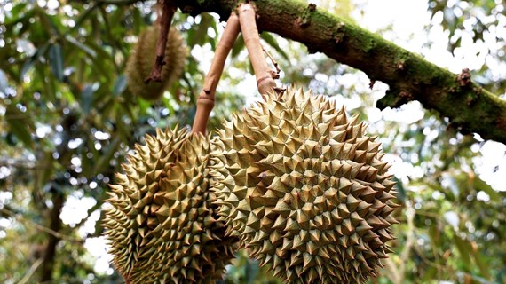 Vietnam se esfuerza por desarrollo sostenible de la producción de durián