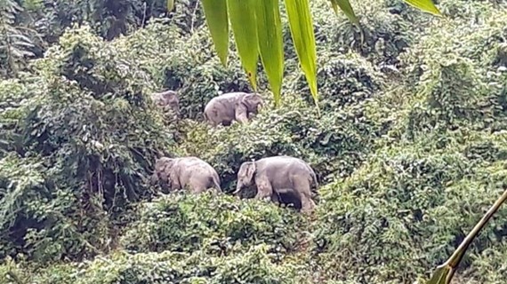 Trabajan por proteger elefantes asiáticos en provincia vietnamita