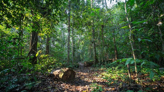 Vietnam recibe 41 millones de USD por venta de créditos de carbono de bosques