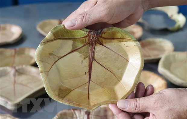 Platos ecologicos elaborados con uva marina de provincia vietnamita de Phu Yen hinh anh 1